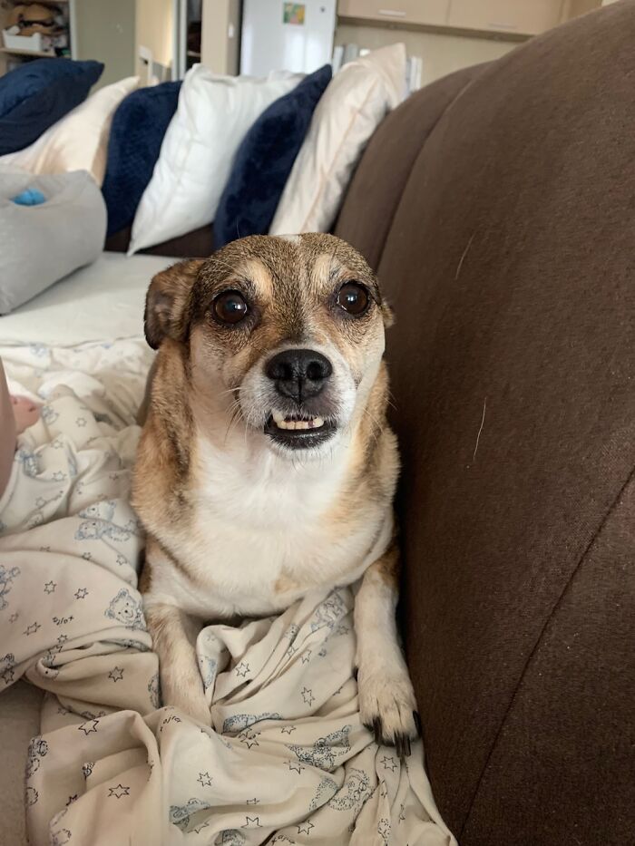 Hey Pandas, Post A Picture Of Your Special Needs Or Senior Pet (Closed)