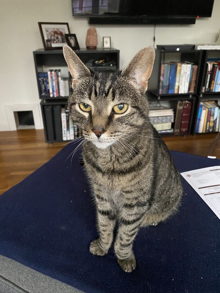 Hey Pandas, Post A Picture Of Your Special Needs Or Senior Pet (Closed)