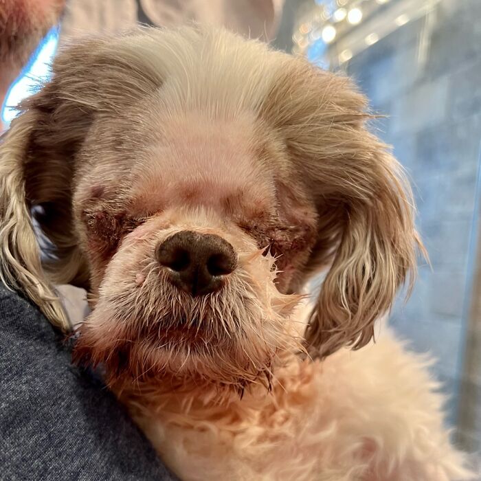 Hey Pandas, Post A Picture Of Your Special Needs Or Senior Pet (Closed)