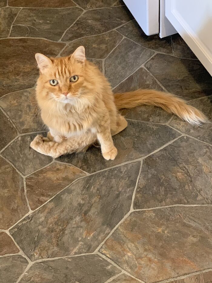 Hey Pandas, Post A Picture Of Your Special Needs Or Senior Pet (Closed)