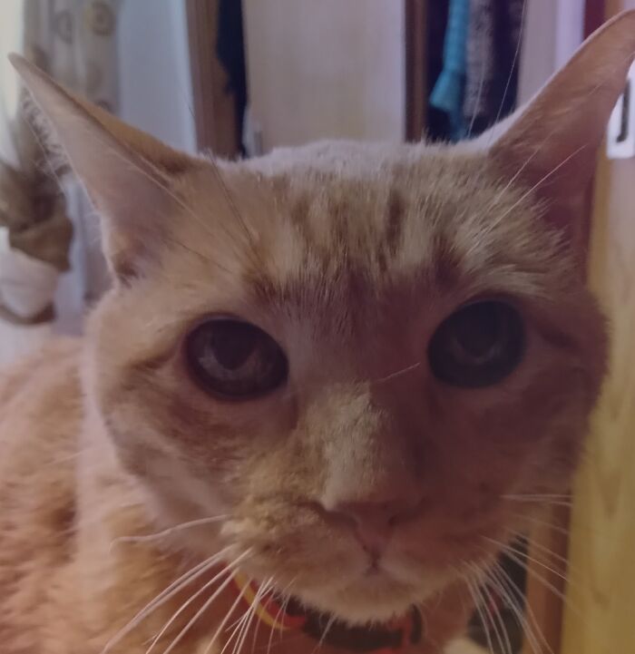 Hey Pandas, Post A Picture Of Your Special Needs Or Senior Pet (Closed)