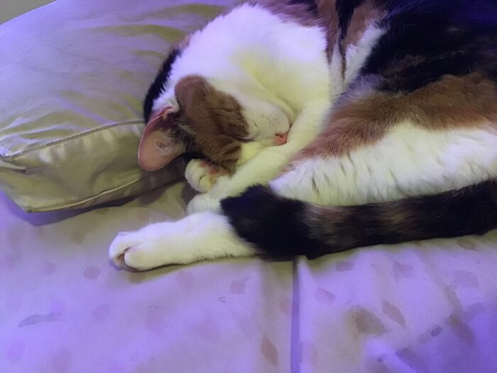 Hey Pandas, Post A Picture Of Your Special Needs Or Senior Pet (Closed)