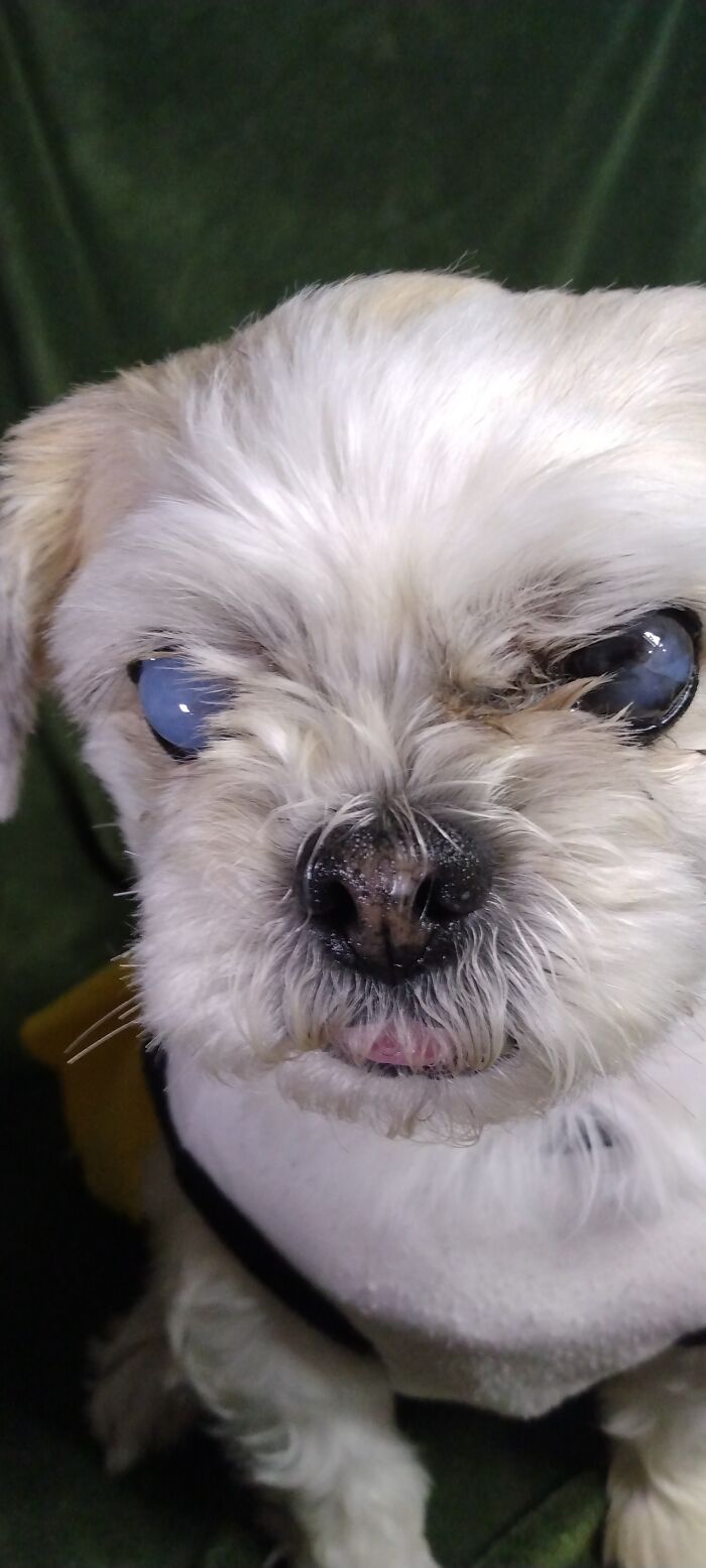 Hey Pandas, Post A Picture Of Your Special Needs Or Senior Pet (Closed)