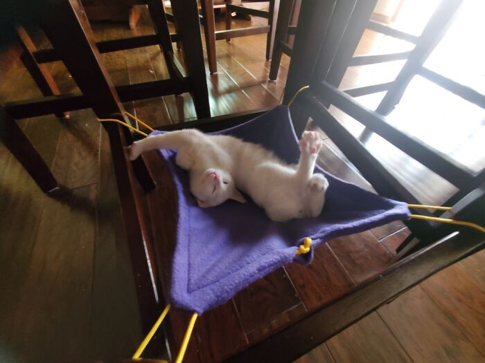 Hey Pandas, Post A Picture Of Your Special Needs Or Senior Pet (Closed)