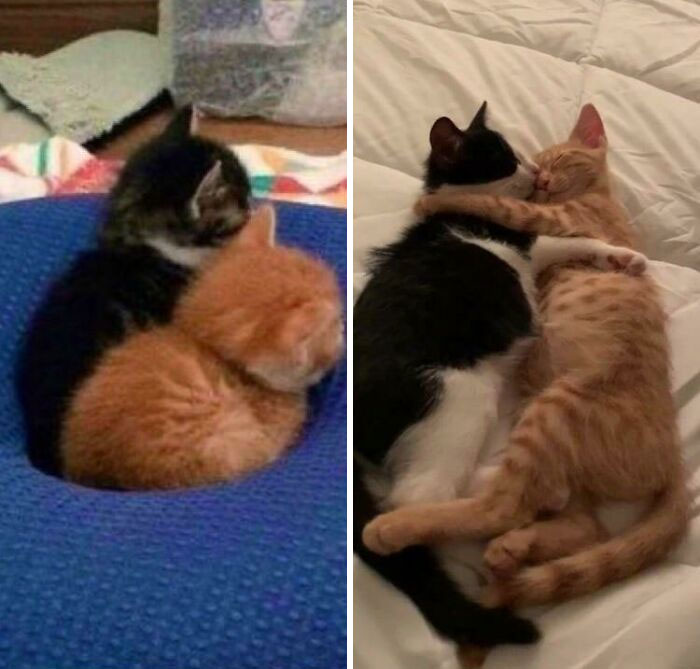 50 Interesting Comparison Images That Help Make Sense Of The Things Around Us (New Pics) 50 Interesting Comparison Images That Help Make Sense Of The Things Around Us (New Pics)