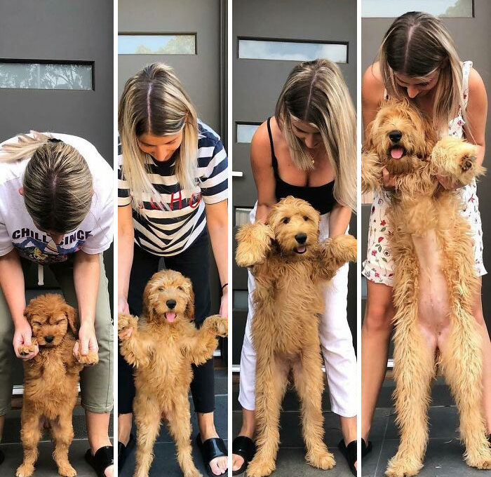 50 Interesting Comparison Images That Help Make Sense Of The Things Around Us (New Pics) 50 Interesting Comparison Images That Help Make Sense Of The Things Around Us (New Pics)