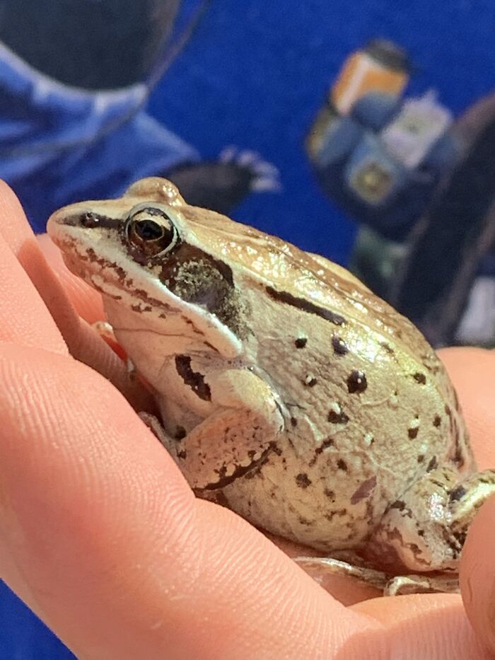 Hey Pandas, Post Your Pet Frogs Or Frogs You’ve Found