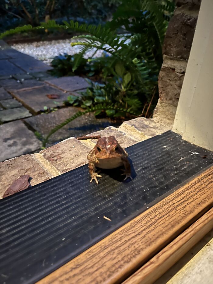 Hey Pandas, Post Your Pet Frogs Or Frogs You’ve Found