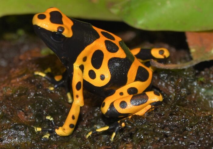 Hey Pandas, Post Your Pet Frogs Or Frogs You’ve Found