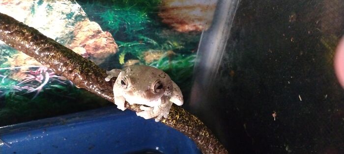 Hey Pandas, Post Your Pet Frogs Or Frogs You’ve Found