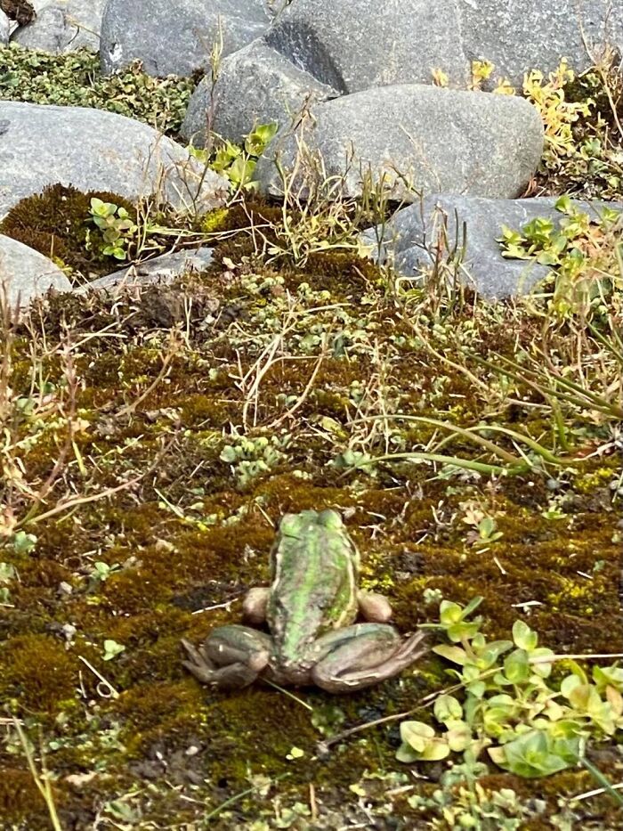 Hey Pandas, Post Your Pet Frogs Or Frogs You’ve Found