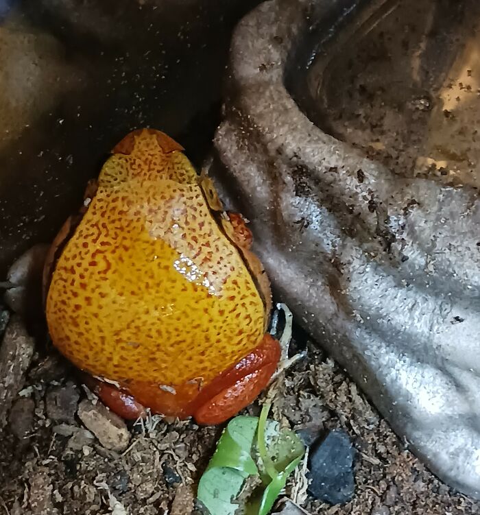 Hey Pandas, Post Your Pet Frogs Or Frogs You’ve Found