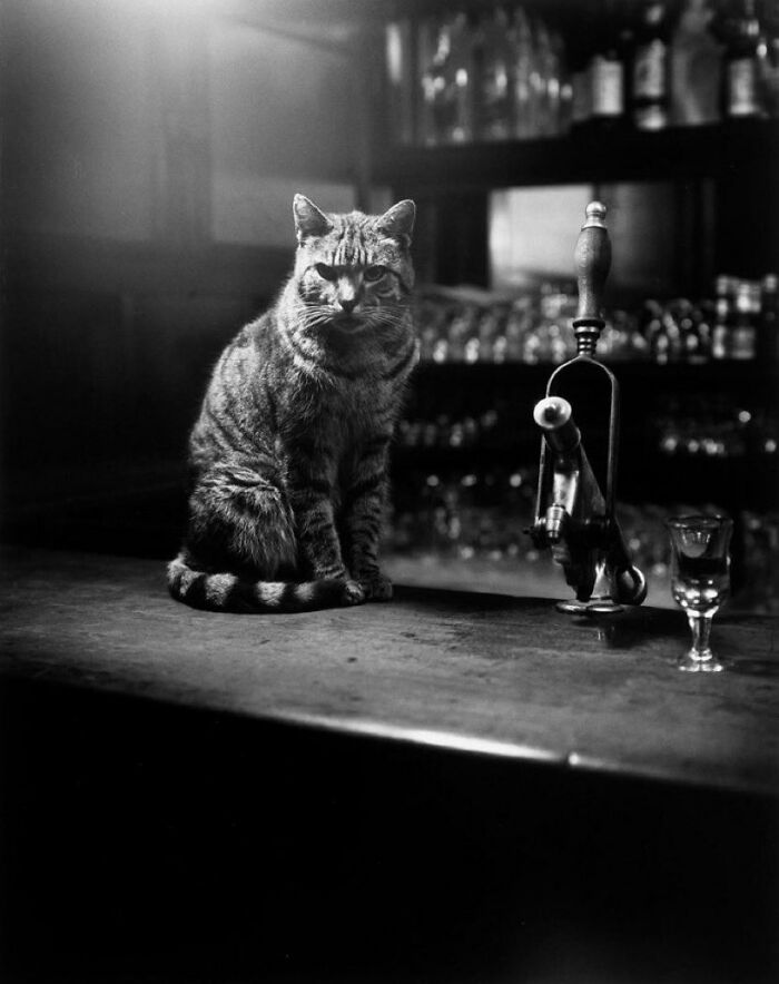 30 Of The Best Photos Shared By This Twitter Account That Collects Historic Photographs Of Cats With Their Stories