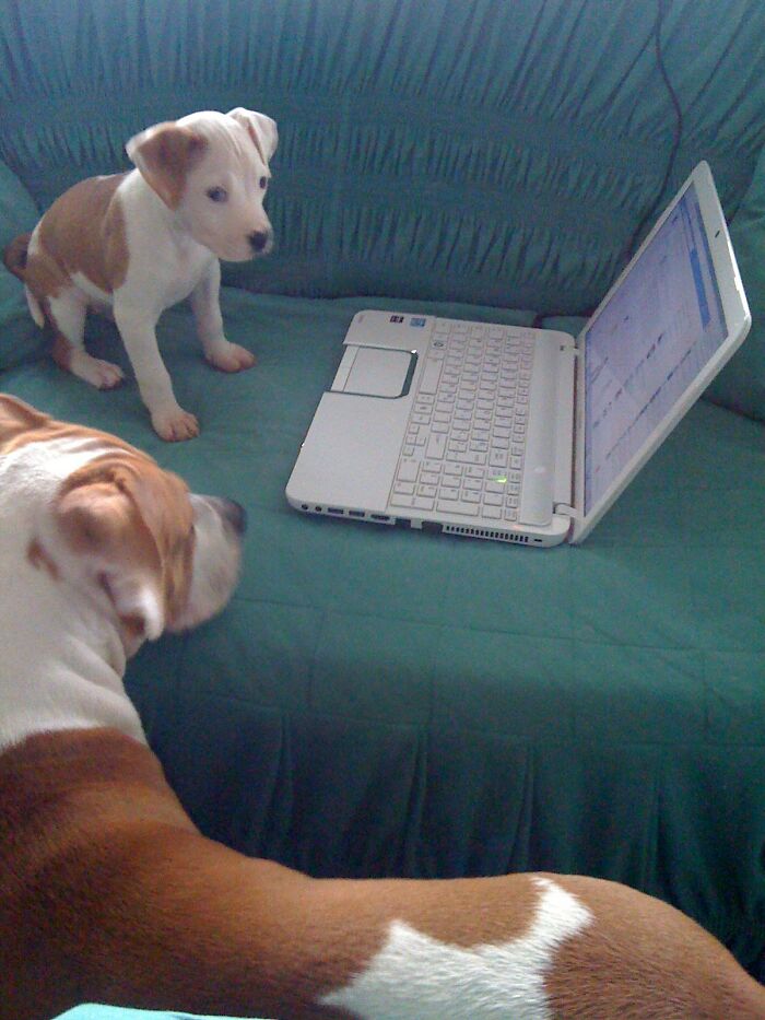 The 5 Most Crucial Life Lessons My Pitbull Dog Dina Taught Me (32 Pics) The 5 Most Crucial Life Lessons My Pitbull Dog Dina Taught Me (32 Pics)