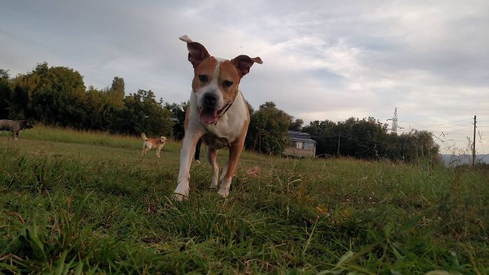 The 5 Most Crucial Life Lessons My Pitbull Dog Dina Taught Me (32 Pics) The 5 Most Crucial Life Lessons My Pitbull Dog Dina Taught Me (32 Pics)