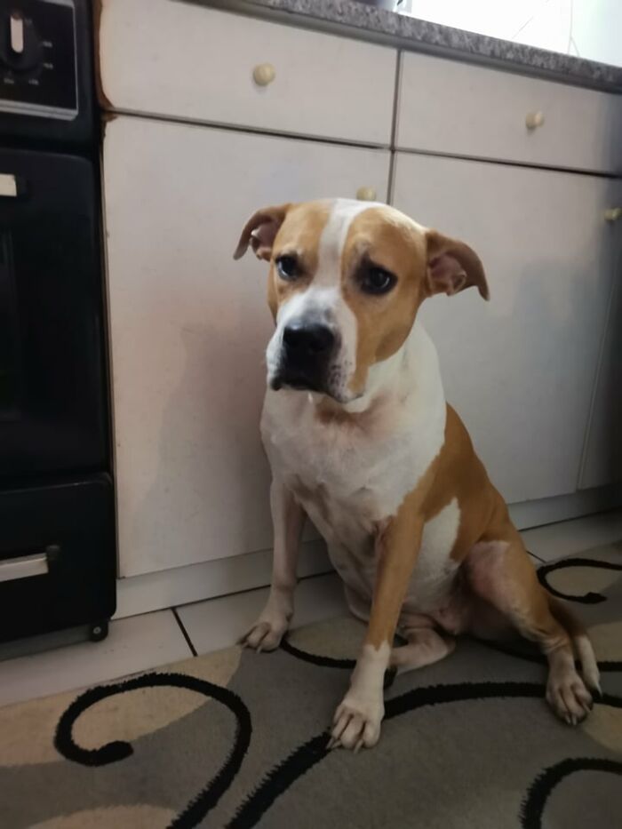 The 5 Most Crucial Life Lessons My Pitbull Dog Dina Taught Me (32 Pics) The 5 Most Crucial Life Lessons My Pitbull Dog Dina Taught Me (32 Pics)