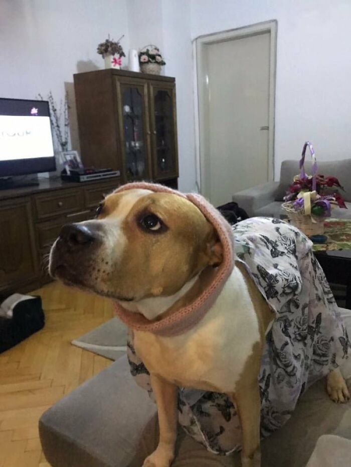 The 5 Most Crucial Life Lessons My Pitbull Dog Dina Taught Me (32 Pics) The 5 Most Crucial Life Lessons My Pitbull Dog Dina Taught Me (32 Pics)