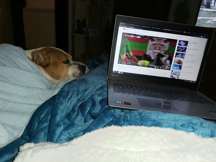 The 5 Most Crucial Life Lessons My Pitbull Dog Dina Taught Me (32 Pics) The 5 Most Crucial Life Lessons My Pitbull Dog Dina Taught Me (32 Pics)