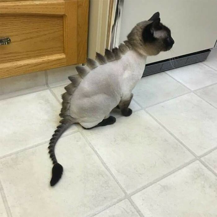20 Adorable Cats With Dragon Hair Cuts 20 Adorable Cats With Dragon Hair Cuts