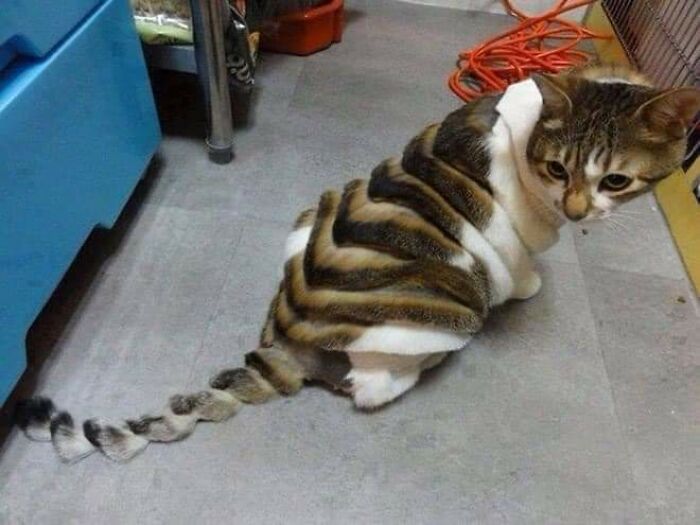 20 Adorable Cats With Dragon Hair Cuts 20 Adorable Cats With Dragon Hair Cuts