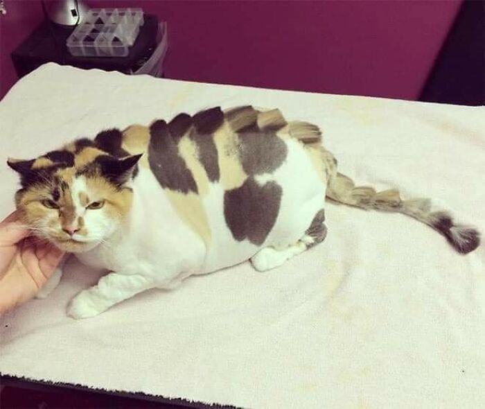 20 Adorable Cats With Dragon Hair Cuts 20 Adorable Cats With Dragon Hair Cuts