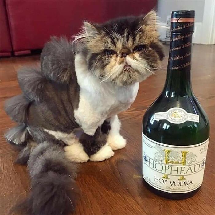 20 Adorable Cats With Dragon Hair Cuts 20 Adorable Cats With Dragon Hair Cuts