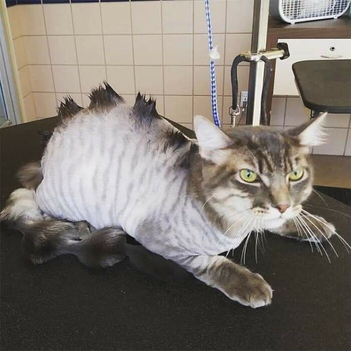 20 Adorable Cats With Dragon Hair Cuts 20 Adorable Cats With Dragon Hair Cuts