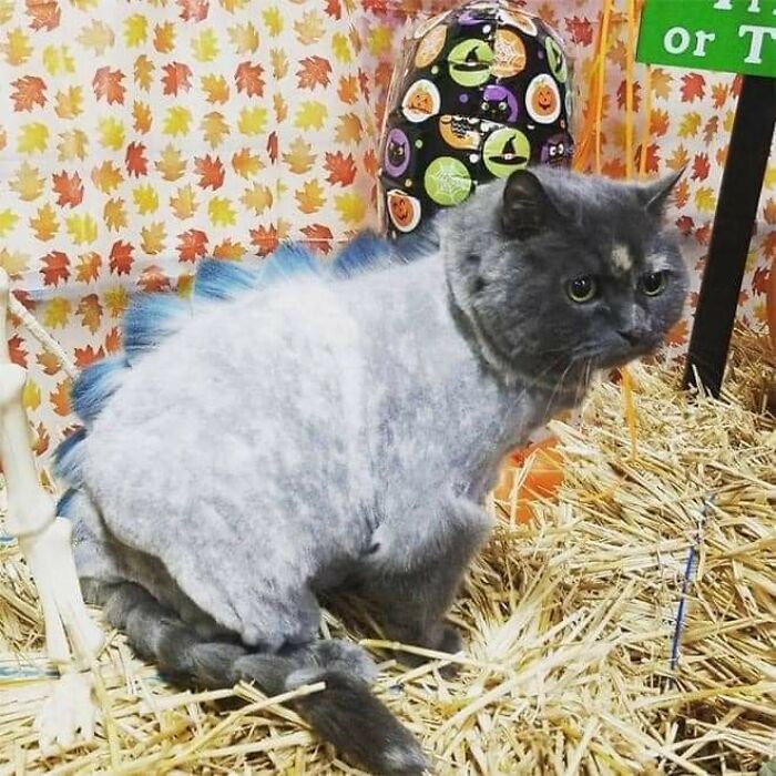 20 Adorable Cats With Dragon Hair Cuts 20 Adorable Cats With Dragon Hair Cuts