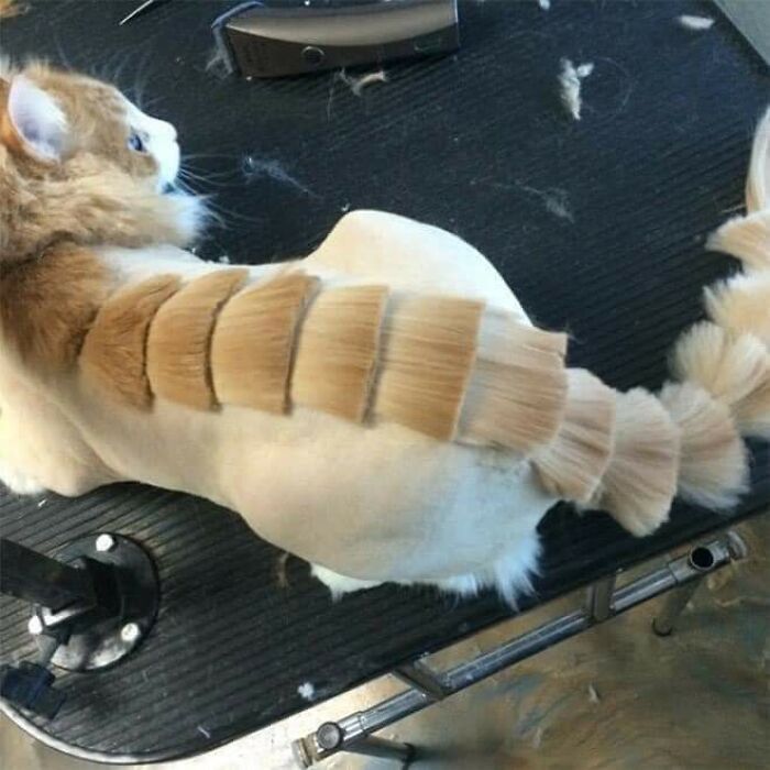 20 Adorable Cats With Dragon Hair Cuts 20 Adorable Cats With Dragon Hair Cuts
