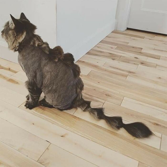 20 Adorable Cats With Dragon Hair Cuts 20 Adorable Cats With Dragon Hair Cuts