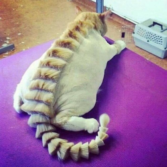 20 Adorable Cats With Dragon Hair Cuts 20 Adorable Cats With Dragon Hair Cuts