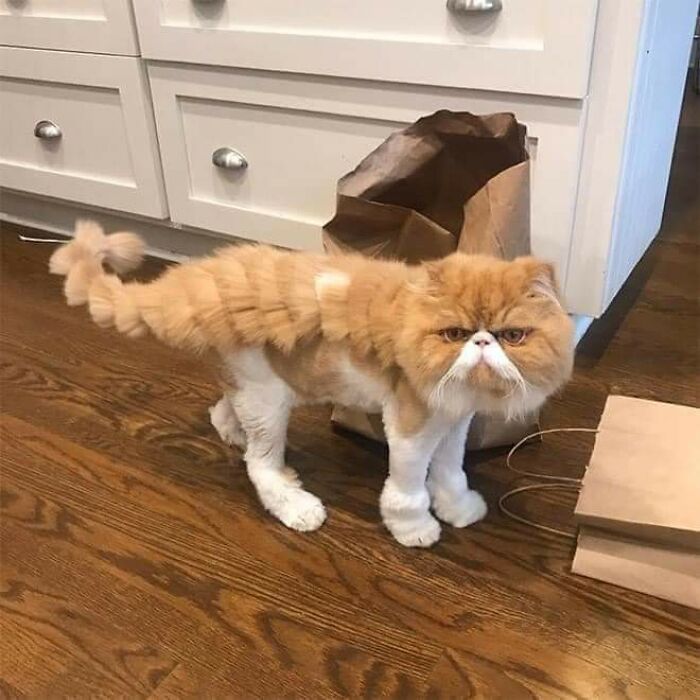 20 Adorable Cats With Dragon Hair Cuts 20 Adorable Cats With Dragon Hair Cuts