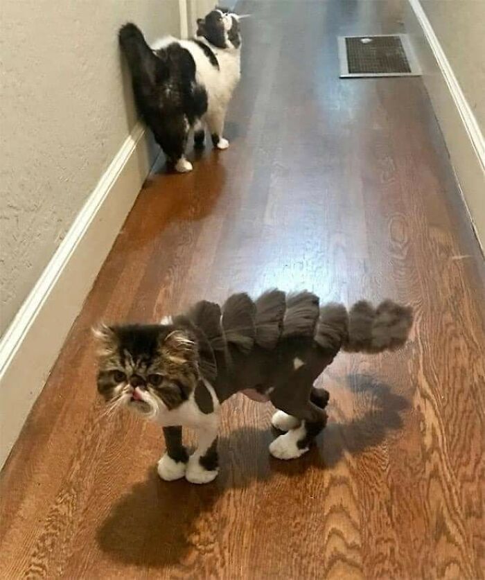 20 Adorable Cats With Dragon Hair Cuts 20 Adorable Cats With Dragon Hair Cuts