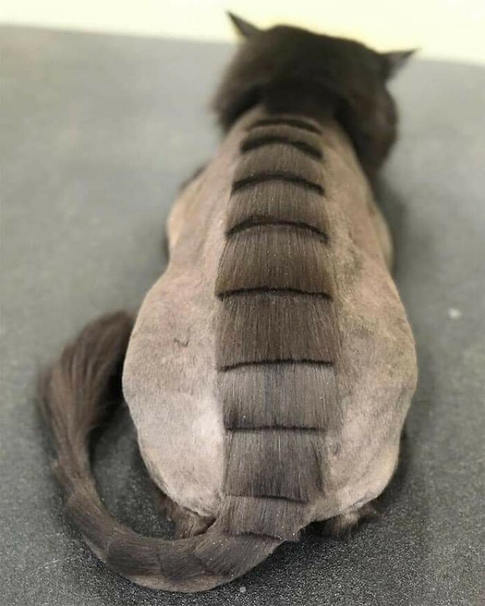 20 Adorable Cats With Dragon Hair Cuts 20 Adorable Cats With Dragon Hair Cuts