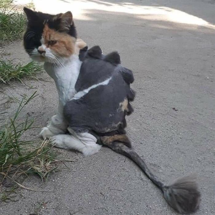 20 Adorable Cats With Dragon Hair Cuts 20 Adorable Cats With Dragon Hair Cuts