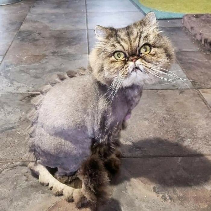 20 Adorable Cats With Dragon Hair Cuts 20 Adorable Cats With Dragon Hair Cuts