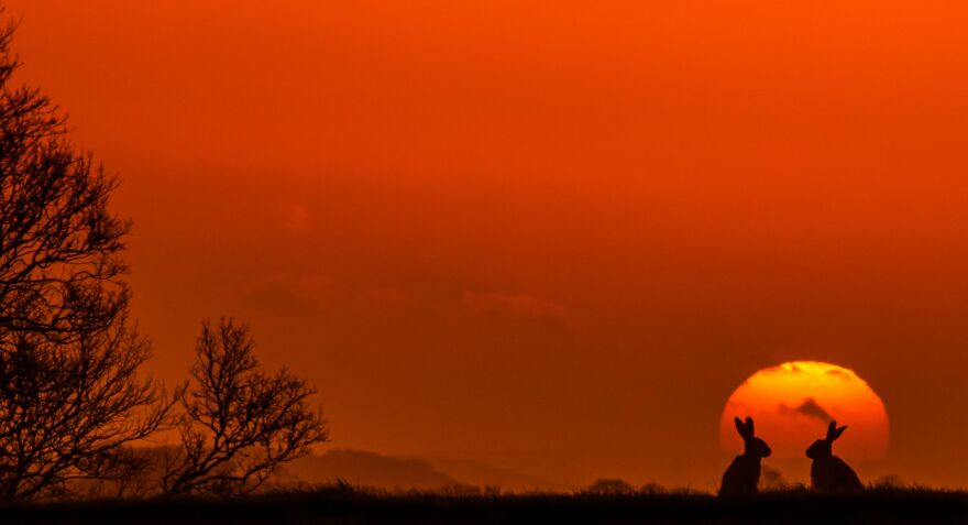 The Best 65 Wildlife Photos Revealed In The 2022 Wildart Photographer Of The Year Contest The Best 65 Wildlife Photos Revealed In The 2022 Wildart Photographer Of The Year Contest