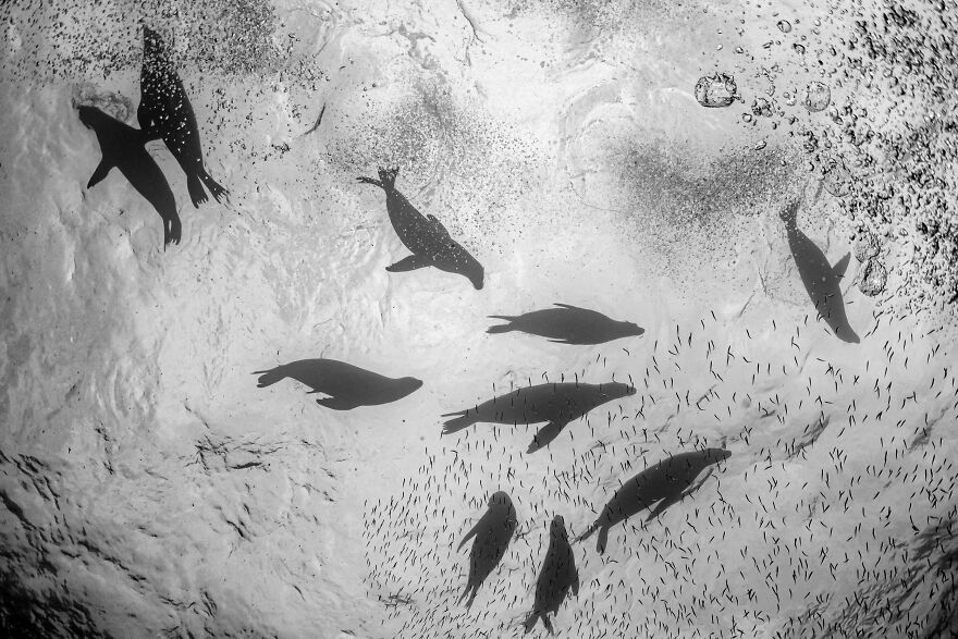 The Best 65 Wildlife Photos Revealed In The 2022 Wildart Photographer Of The Year Contest The Best 65 Wildlife Photos Revealed In The 2022 Wildart Photographer Of The Year Contest