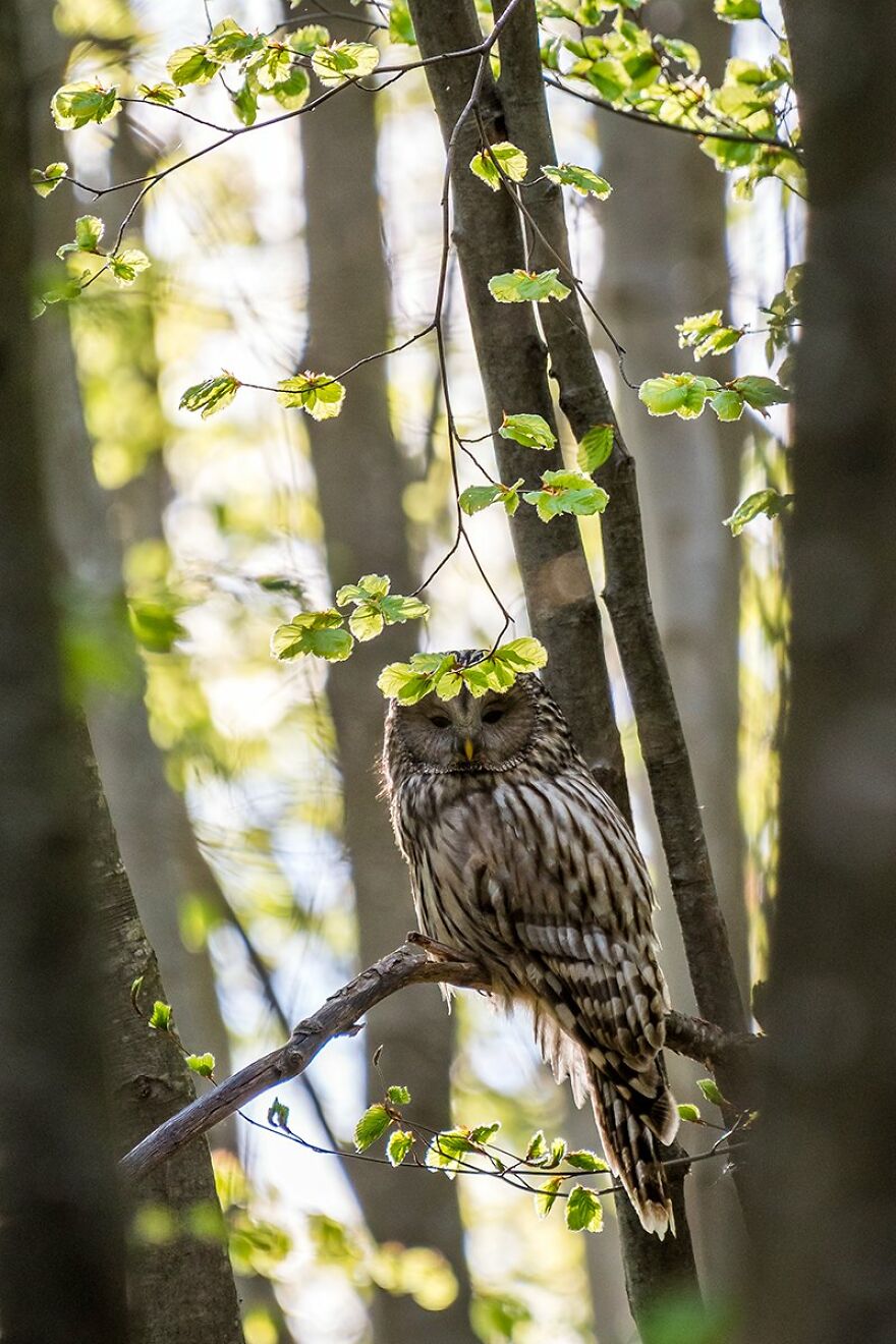 The Best 65 Wildlife Photos Revealed In The 2022 Wildart Photographer Of The Year Contest The Best 65 Wildlife Photos Revealed In The 2022 Wildart Photographer Of The Year Contest