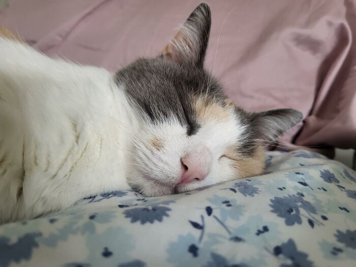 Hey Pandas, Show Me The Dumbest Photo Of Your Pet (Closed)