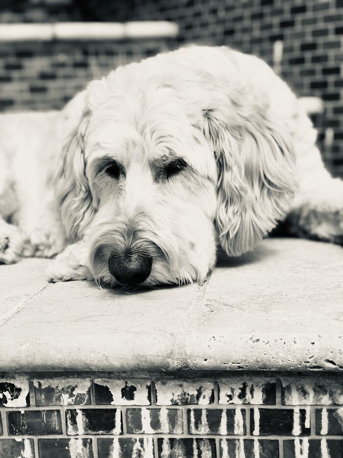 I Had Picture Day With All My Dogs, And These Are The Best Ones (19 Pics)