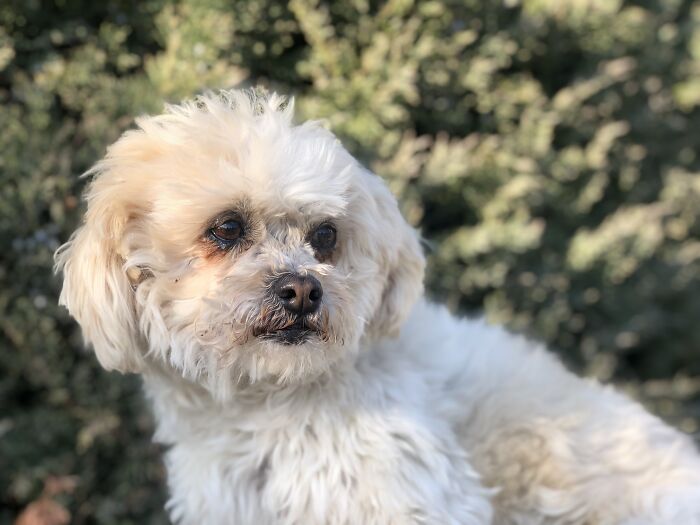 I Had Picture Day With All My Dogs, And These Are The Best Ones (19 Pics)