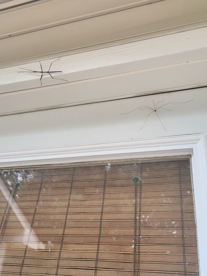 Hey Pandas, Show Me The Most Disturbing Thing In Your House (Closed) Hey Pandas, Show Me The Most Disturbing Thing In Your House (Closed)