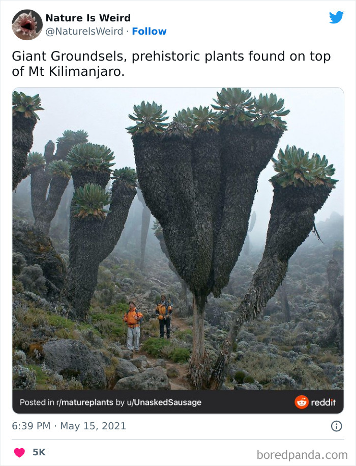 “Nature Is Weird”: 50 Interesting Pics And Facts About Mother Nature Shared By This Account “Nature Is Weird”: 50 Interesting Pics And Facts About Mother Nature Shared By This Account