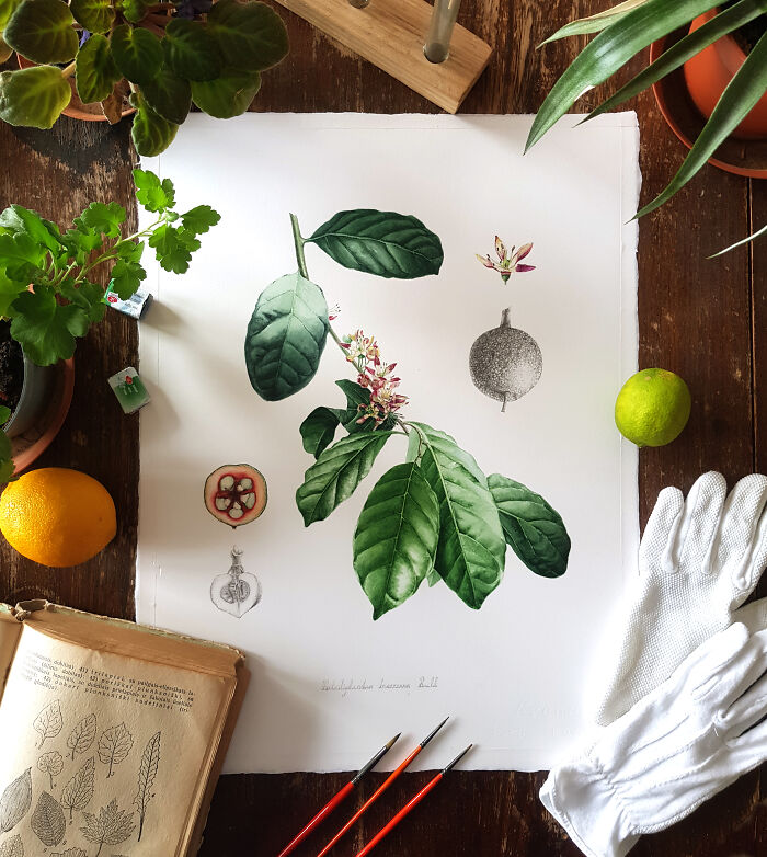 My Botanical Watercolor Illustrations Focus On Plants I Grow In My Own Garden, And Here Are My 37 Best Works My Botanical Watercolor Illustrations Focus On Plants I Grow In My Own Garden, And Here Are My 37 Best Works