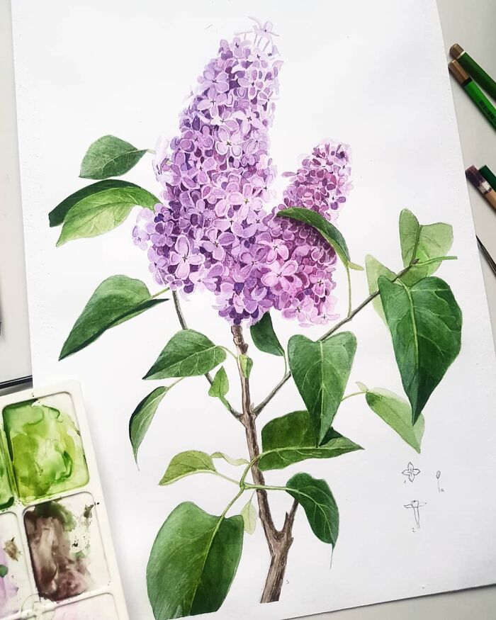 My Botanical Watercolor Illustrations Focus On Plants I Grow In My Own Garden, And Here Are My 37 Best Works My Botanical Watercolor Illustrations Focus On Plants I Grow In My Own Garden, And Here Are My 37 Best Works