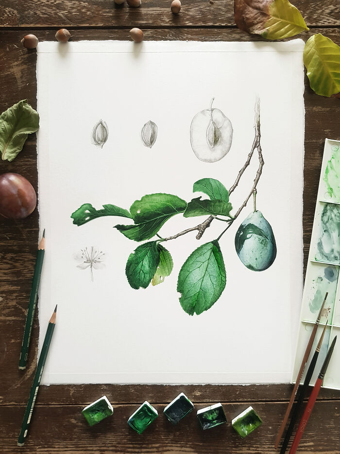 My Botanical Watercolor Illustrations Focus On Plants I Grow In My Own Garden, And Here Are My 37 Best Works My Botanical Watercolor Illustrations Focus On Plants I Grow In My Own Garden, And Here Are My 37 Best Works