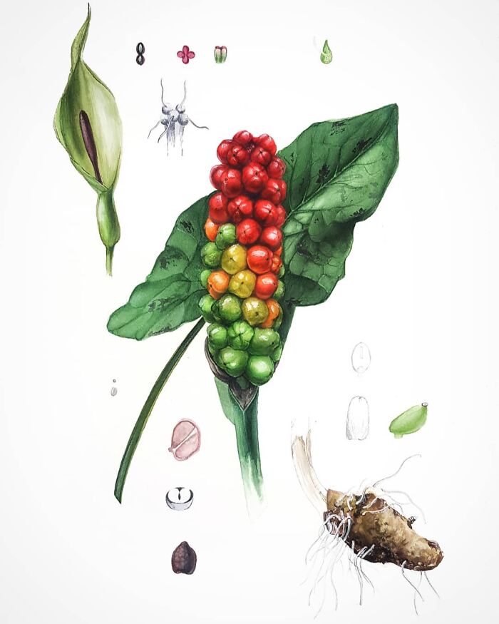 My Botanical Watercolor Illustrations Focus On Plants I Grow In My Own Garden, And Here Are My 37 Best Works My Botanical Watercolor Illustrations Focus On Plants I Grow In My Own Garden, And Here Are My 37 Best Works