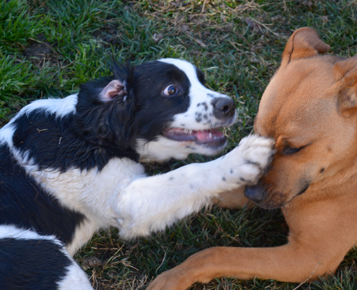&#8220;[Am I The Jerk] For Telling My Neighbor That We Won&#8217;t Ever Watch His Dogs Again?&#8221;