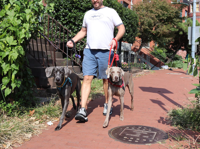 &#8220;[Am I The Jerk] For Telling My Neighbor That We Won&#8217;t Ever Watch His Dogs Again?&#8221;